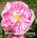 ROSA CENTIFOLIA DE GRASSE (Роза Центифолия Де Грасс)