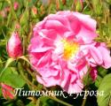 ROSA CENTIFOLIA DE GRASSE (Роза Центифолия Де Грасс)