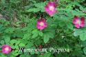 ROSA PENDULINA (Alpina) (Роза Пендулина Альпина)