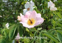 ROSA CORYMBIFERA (Роза Коримбифера)