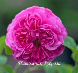 ROSA GALLICA KAWKASSKAJA (Роза Галлика Кавказская)