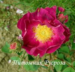 ROSA GALLICA VIOLACEA (Роза Галлика Виолация)