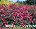 FUCHSIA MEILLANDECOR (MEIPELTA) (Фуксия Мейяндекор) ШТ 50-60