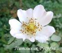 ROSA CORYMBIFERA (Роза Коримбифера)