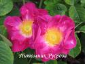 ROSA GALLICA VIOLACEA (Роза Галлика Виолация)