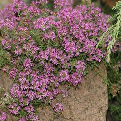 Тимьян ранний "Coccineus" (Thymus praecox)