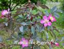 ROSA GLAUCA NOVA (Роза Глаука Нова)