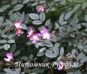 ROSA GLAUCA NOVA (Роза Глаука Нова)