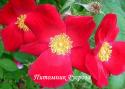 ROSA GALLICA SCHARLACHGLUT (Роза Галлика Шарлахглют)