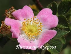 ROSA VILLOSA (Роза Вилоза)