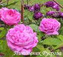 ROSE DES PEINTRES (Роз де Пантр)