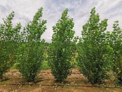 Тополь берлинский пирамидальный