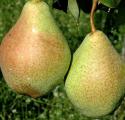 Груша "Мария"