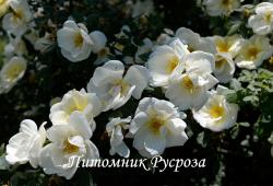 FRUHLINGSGOLD (Фюлинсголд)