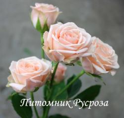 JANA (SPRAY) (Яна)