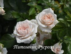 NALA (LAPSOL) (Нала)