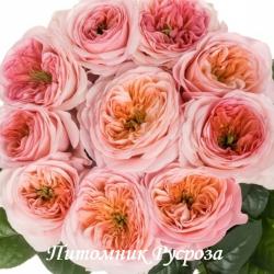 ANNESLEY (Эннесли)