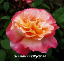 AUGUSTA LUISE (TANGUST) (Августа Луиза)