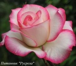 BELLA VITA (Белла Вита)