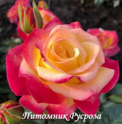 CASINO BADEN-BADEN (Казино Баден-Баден)