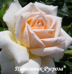 CHANDOS BEAUTY (HARMISTY) (Чэндос Бьюти)