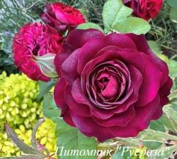 CHRISTIAN TETEDOIE (Кристион Тетедуа)