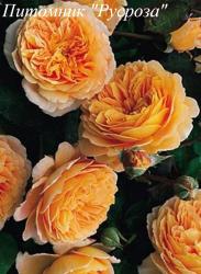 CROWN PRINCESS MARGARETA Auswinter (Краун Принцесса Маргарита)