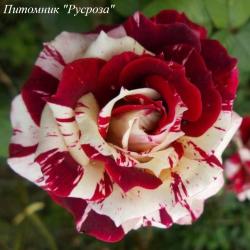 FLASH NIGHT (Флэш Найт)