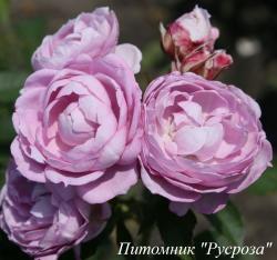 HERZOGIN DOROTHEA (KORSAWUNAU) (Герцогиня Доротея)