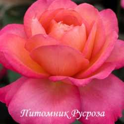 JAZZ FESTIVAL (MEIZIZANY) (Джаз Фестиваль)