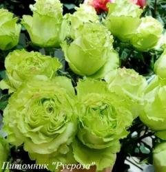 LEMONADE ЧГ (Лимонад)