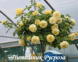 NADIA MEILLANDECOR (Надя Мейяндекор)