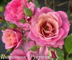 PAMS CHOICE (Пэмз Чойс)