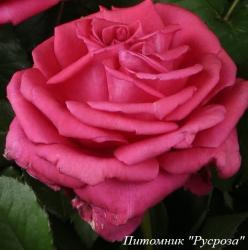 PARFUM DEDIROSE (Парфам Дедироз)