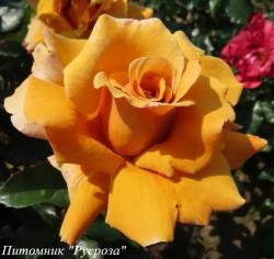 PERFECT GENTLEMAN RAW 1059 (RAW 1059) (Пёфект Джентлмэн)