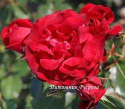 ROYAL RED (KORALAFLOR) (Роял Ред)