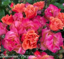 SPICY (KORIRRLAUS) (Спайси)