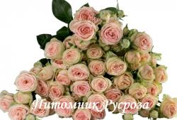 SWEET GISELLE (Суит Жизель)