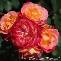 TUCAN (RT 18-939) (Тукан)