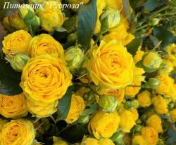 YELLOW EVELINE (Йеллоу Эвелин)