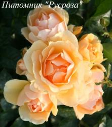 HANSESTADT ROSTOCK (Ханзештадт Росток)