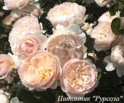 ANISTAR AROMA (Анистар Арома)