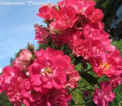 BABY DEITZ (Бэби Дэйц)