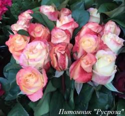 BELLE PERLE (Белль Пэрле)