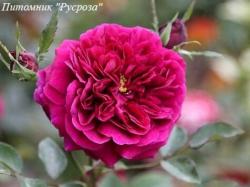 BLACK PRINCE (1865) (Блэк Принц)