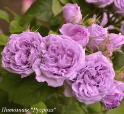 BLUE ROMANESQUE (Блю Романэск)