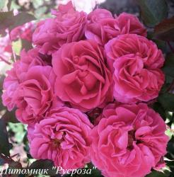 BRIDGE OF SECRETS (Бридж Оф Сикретс)