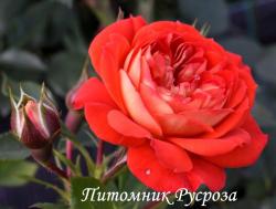 CARMEN (TANEMRAC) (Кармен) ШТ 80-90
