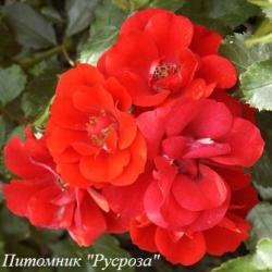 CASSANDRA (NOACAS) (Кассандра)