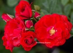 CHERRY FROST (Черри Фрост)